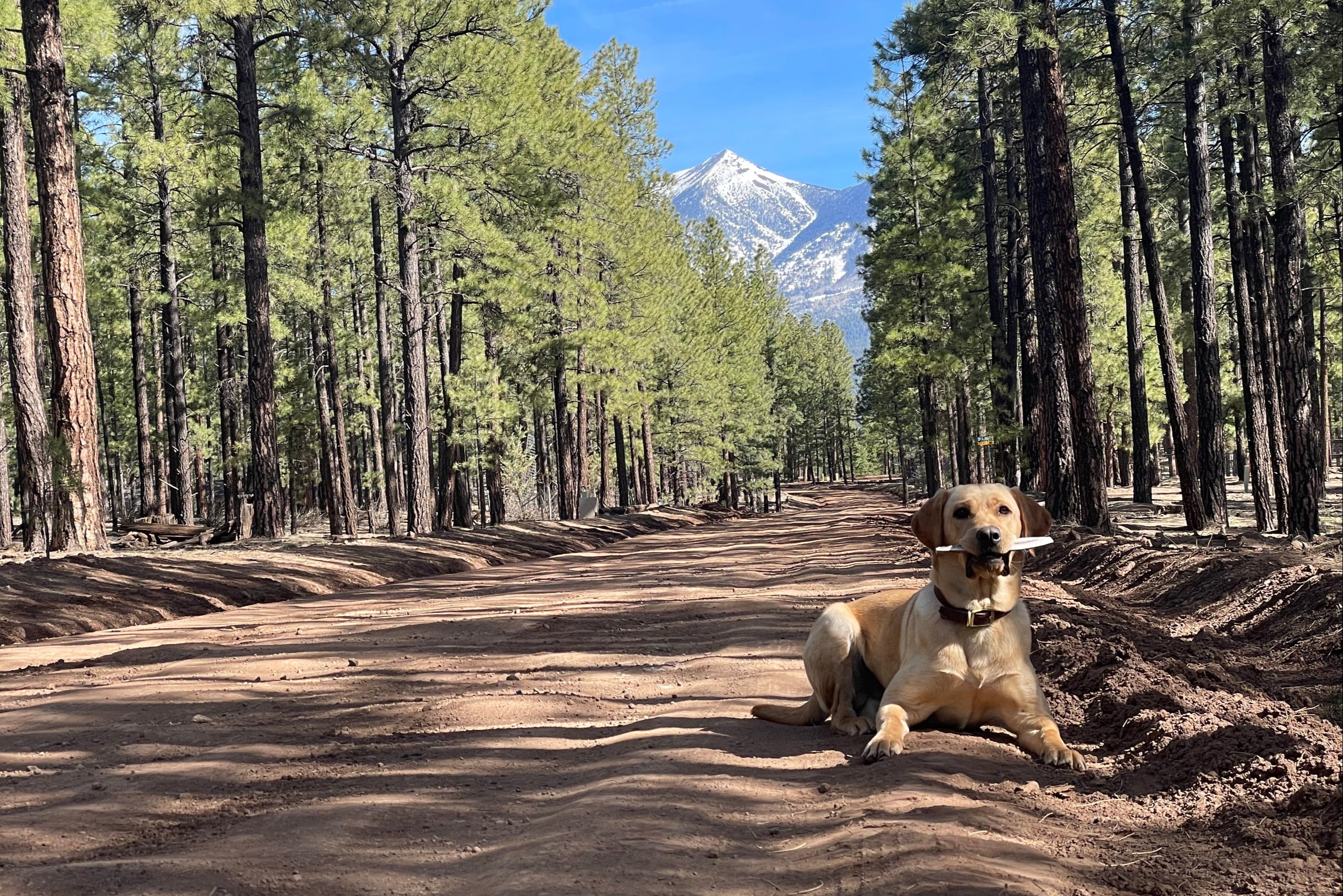 Dog with an elk antler dog treat laying on a dirt path in a forest with mountains in the background
